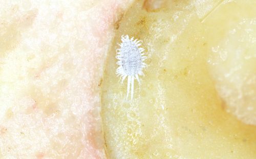 Фото: пресс-служба ФГБУ «ЦОК АПК»